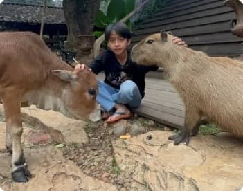 Anak mengelus sapi kecil dan kapibara