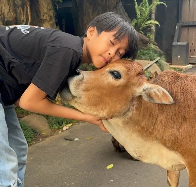 Sapi